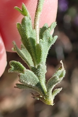 Felicia brevifolia