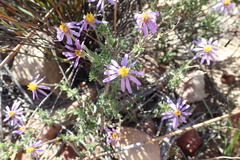 Felicia brevifolia