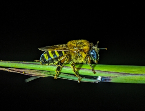 Five-striped Melipona