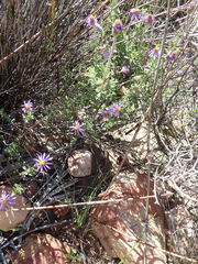 Felicia brevifolia