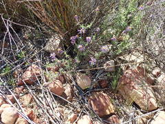 Felicia brevifolia
