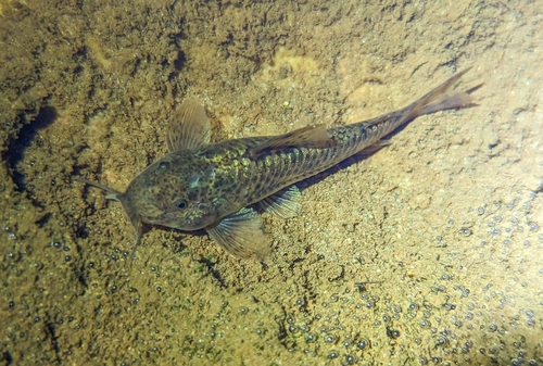 Darkspotted aspidoras (Aspidoras fuscoguttatus) — Callichthyidae — 3