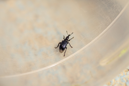 iNaturalist observation photo of Deporaus glastinus