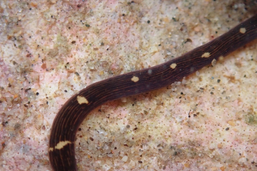 Lineus pictifrons