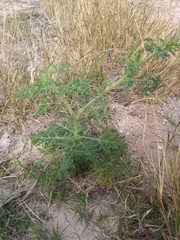 Parthenium bipinnatifidum