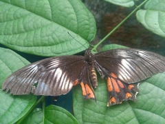 Papilio polytes romulus