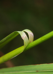 Poa anceps