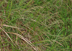 Poa anceps