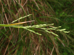 Poa anceps
