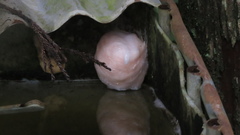 Zhangixalus prasinatus