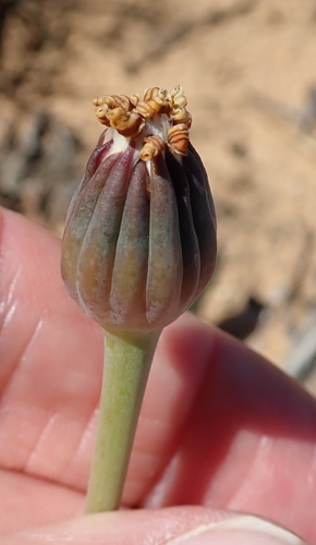 Image of Othonna hederifolia by no rights reserved