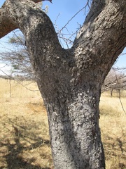 Image of Burkea africana