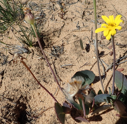 Othonna hederifolia