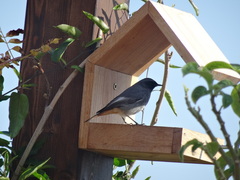 Phoenicurus ochruros