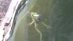 Zhangixalus prasinatus