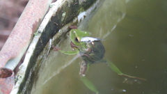 Zhangixalus prasinatus
