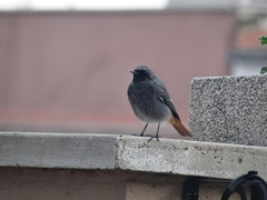 Phoenicurus ochruros