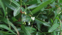Persicaria dichotoma