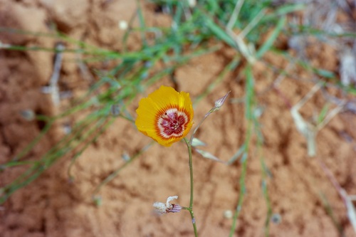 Image of Linum elongatum by (c) Michelle W. （鍾偉瑋）, some rights reserved (CC BY)