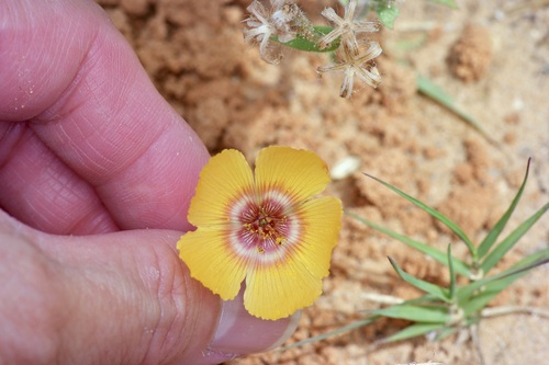 Image of Linum elongatum by (c) Michelle W. （鍾偉瑋）, some rights reserved (CC BY)