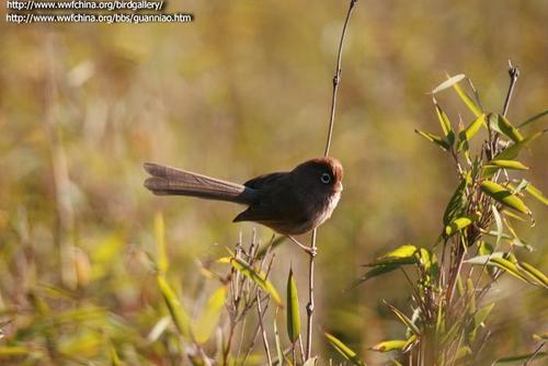 Spectacled Parrotbill (Suthora conspicillata) · iNaturalist