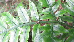 Portia labiata