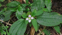 Sarcopyramis napalensis