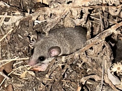 Kellen's African Dormouse photo 4