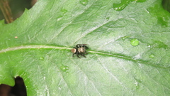 Plexippina