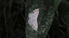 Scopula propinquaria