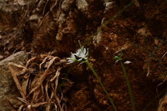 Vagaria parviflora