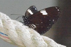 Euploea radamanthus