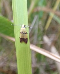 Heteroteucha distephana