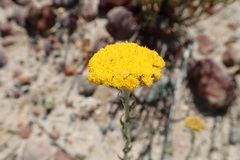 Helichrysum hebelepis