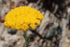 Helichrysum hebelepis