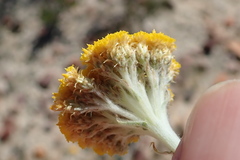 Helichrysum hebelepis