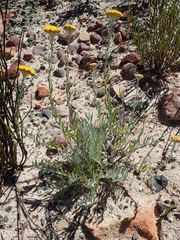 Helichrysum hebelepis