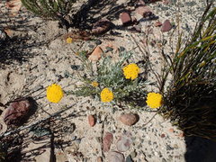 Helichrysum hebelepis