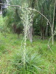 Eryngium horridum
