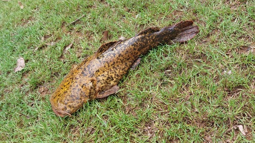 Apure bumblebee catfish (Cephalosilurus apurensis) — Pseudopimelodidae — 2