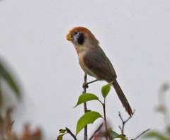 Spot-Breasted Parrotbill photo 2