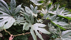 Fatsia polycarpa