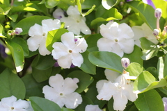 Brunfelsia australis
