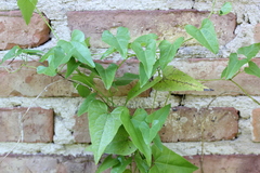 Aristolochia triangularis