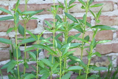 Salvia uliginosa
