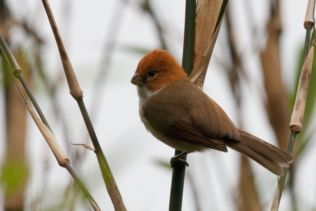 White-breasted Parrotbill illustration