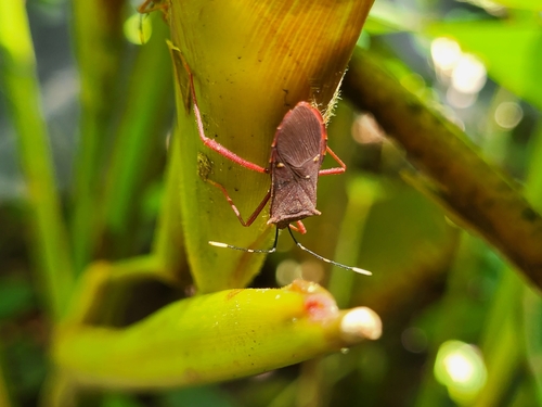 Leptoscelis quadrisignatus image