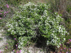 Romulea obscura subtestacea