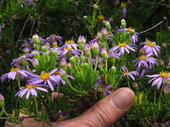 Felicia fruticosa