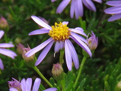Felicia fruticosa